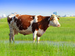 Cows in a field