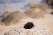 Sea urchin