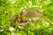 Streak-eared Bulbul  giving the food for her child