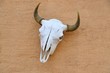 Steer Skull