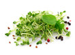 Photo: Gewürze Sprossen Gewürze Sprossen