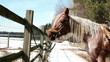 horse stands on the ranch - dolly shot