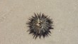 long-spined urchin (diadema antilarum)