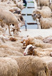 thirsty sheep