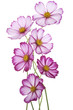cosmos flower