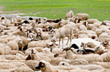 thirsty sheep