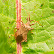Photo: Oxalic bedbug Oxalic bedbug