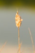 Fluffy, soft seeding Cattail