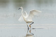 Egretta garzetta or small white heron