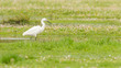 Egretta garzetta or small white heron