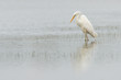Great white heron