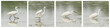 Egretta garzetta or small white heron photo series