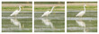 Great Egret / White Heron photo series