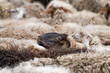 mutton