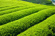 Foto: 新緑の茶畑 新緑の茶畑