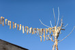 dried fish