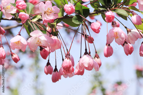 Photo: pink begonia with bright sky pink begonia with bright sky