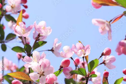 Photo: pink begonia with bright sky pink begonia with bright sky