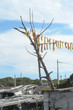 Dried fish