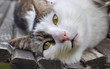 Photo: portrait d'un chat sur un banc portrait d'un chat sur un banc