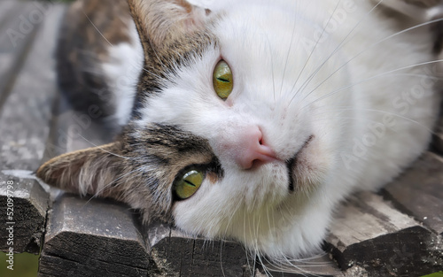 Photo: portrait d'un chat sur un banc portrait d'un chat sur un banc