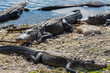 Photo: Alligator Alligator