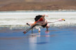 Foto: Flamingo Flamingo