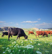 Herd of cows on green summer field