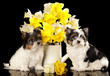 puppies Beaver Yorkshire Terrier and flowers  narcissus