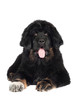 tibetan mastiff puppy