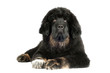 tibetan mastiff puppy
