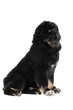 adorable black tibetan mastiff puppy