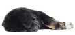tibetan mastiff puppy sleeping