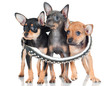three adorable russian toy puppies in a big collar