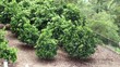 The garden of orange trees