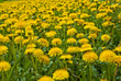 Dandelions