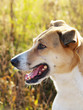 Photo: Hundeprofil, Seitenansicht 127 Hundeprofil, Seitenansicht 127