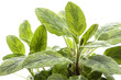 Foto: sage isolated on white background sage isolated on white background