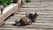 A flock of wild squirrels on a wooden platform