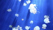 jellyfish medusa underwater video 1080p