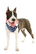 Photo: American Staffordshire terrier American Staffordshire terrier