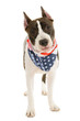 Photo: American Staffordshire terrier American Staffordshire terrier