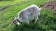 mature goat grazing in the meadow