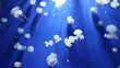 jellyfish medusa underwater video 1080p