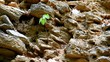 Small, young birch on rocky surface.