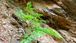 Small tree on windy day in rocks. Hard to survive concept.