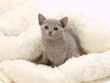 可愛いロシアンブルーの子猫