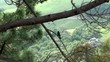 Steller's Jay (Cyanocitta stelleri) on a branch of spruce.
