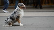 Australian shepherd sitting in a crowded street