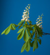 chestnut tree flower - isolated on blue